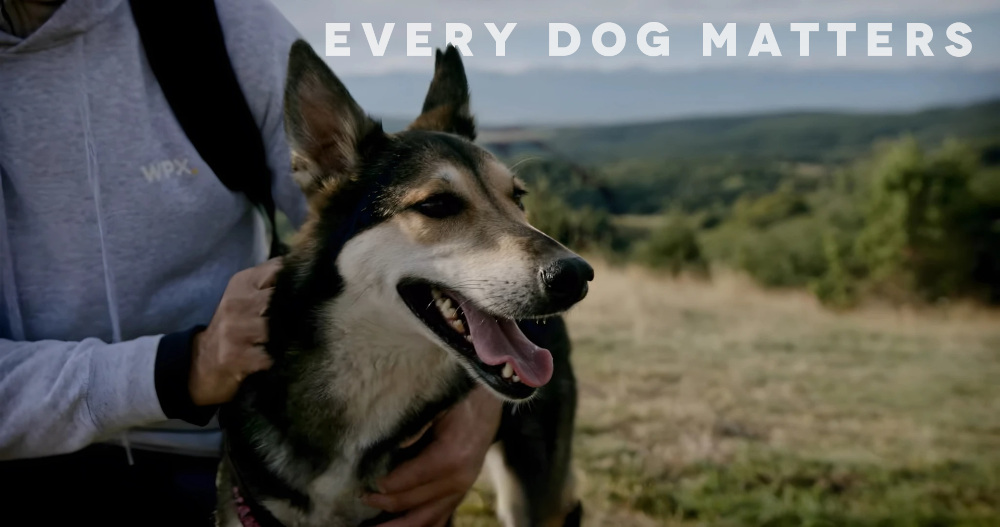 WPX · Every Dog Matters campaign visual